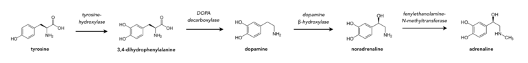 De productie van catecholaminen uit tyrosine