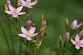 Centaurium erythraea