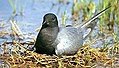 photo montrant un oiseau noir et blanc couvant sur son nid.