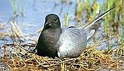 Black tern