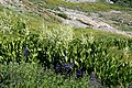 Corn lilies (Veratrum californicum) Mineral King