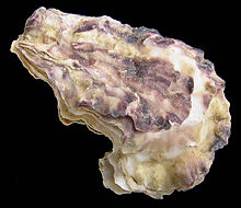 Crassostrea angulata.jpg