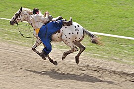 Voltige cosaque sur un seul cheval