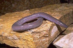 멕시코땅굴무족영원 (Dermophis mexicanus)