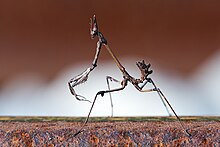 Un monstre de la voie lactée.