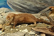 Brown mustelid on rocks