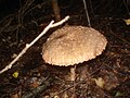 Macrolepiota procera