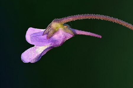 "Pinguicula_vulgaris_flower_(side_view)_-_Keila.jpg" by User:Iifar