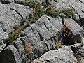 Red paintbrush (Castilleja miniata) in rock cracks