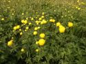 Trollius europaeus