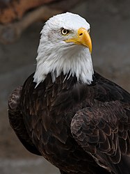 Weisskopfseeadler (von AngMoKio)