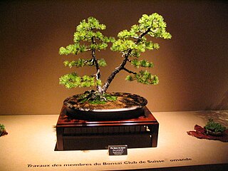 Twin-trunk style Japanese White Pine