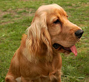 Mesocephalic (medium length snout): English Cocker Spaniel