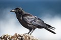 88 Corvus coronoides - Doughboy Head uploaded by JJ Harrison, nominated by JJ Harrison