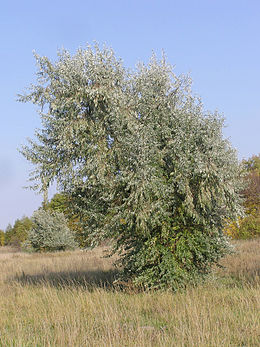 Keskenylevelű ezüstfa (Elaeagnus angustifolia)