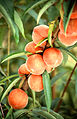 You're a peach! :) I just wanted to say thank you for your incredibly scrupulous review of Encyclopædia Britannica and, more generally, for all the work you do reviewing other articles at FAC. We're very blessed to have you. I'll do my best to make my articles as fine as possible before they reach FAC. See you around, maybe at the MCB WikiProject, Willow 11:15, 13 April 2007.