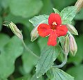 Scarlet monkeyflower single flower, close