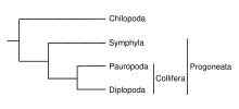 Myriapoda phylogeny.svg