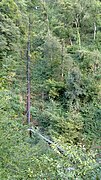 A penstock through the vegetation.