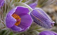 Pulsatilla vulgaris