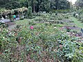 International Rose Test Garden