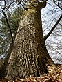 Quercus robur