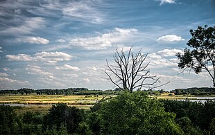 Rozlewisko Morąskie (Mohrungsee)