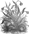 English: Onion. Picture from popular bible encyclopedia of Archimandrite Nicephorus (1892). Русский: Лук (растение). Иллюстрация из иллюстрированной библейской энциклопедии архимандрита Никифора (1892)