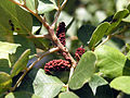 Ceratonia siliqua, flores masculinas, que emanam um forte odor (Outubro 2013).