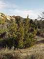 California juniper