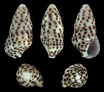 Cerithium punctatum (Channeled Cerith), shell