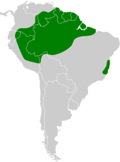 Distribuição do inhambu-anhangá na América do Sul