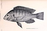 Haplochromis angustifrons