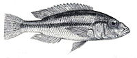 Haplochromis serranus