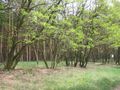 Forest in "Hoher Fläming" (landscape)