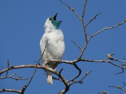 Berhálsklukkari (Procnias nudicollis)