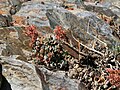 Stonecrop (Sedum obtusatum), on rocks