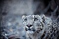 Snow Leopard, National predator (official)