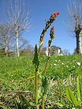 L'oseille commune est une espèce des prairies à haute valeur fourragère, équilibrées en eau et en matière organique.