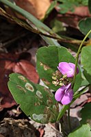 Canavalia rosea