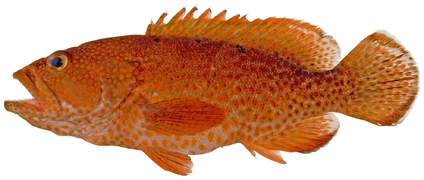 September 2: the fish Cephalopholis fulva