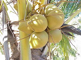 Cocos, frutos do coqueiro