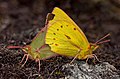 Colias dimera mating