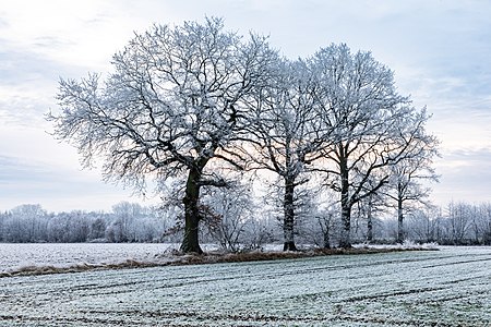 "Dülmen,_Kirchspiel,_Dernekamp,_Bäume_--_2021_--_9397.jpg" by User:XRay