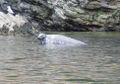 Grey seal (Halichoerus grypus) near Cap Bon-Ami