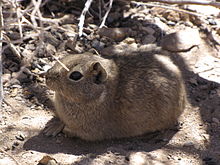 Cobaye nain austral ou Microcavia australis