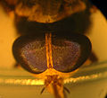 Güeyos de Tabanus subsimilis (fema).