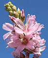 Sidalcea oregona ssp. spicata, flowers close