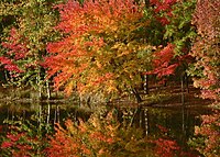 Autumn in Little Rock, Arkansas