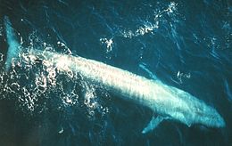 Kék bálna (Balaenoptera musculus)